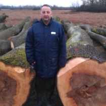 Fresh ash logs