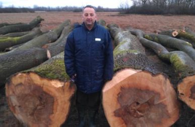 Fresh ash logs