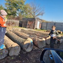 Oak, Beech and other