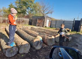 Oak, Beech and other
