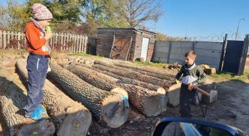 Oak, Beech and other