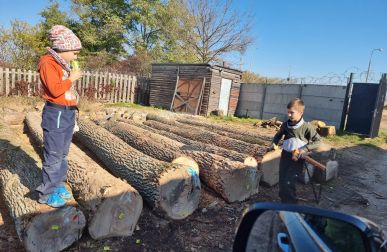 Oak, Beech and other