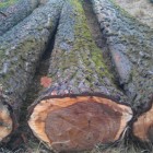 Nice Poplar logs, 6.12.2011