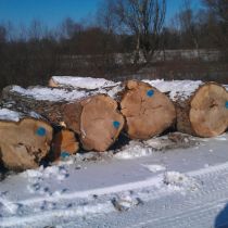 Poplar logs February