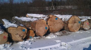 Poplar logs February
