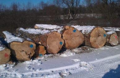 Poplar logs February
