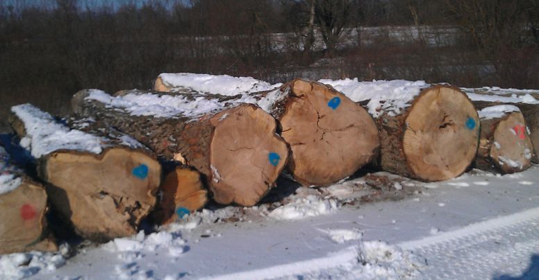 Poplar logs February