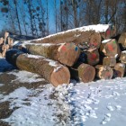 Ash Logs February