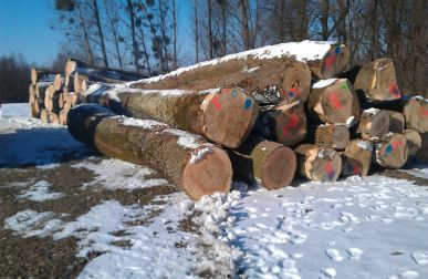 Ash Logs February