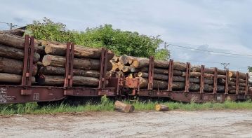 2025 – The Year Of Oak